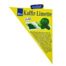 Kaffir Lime - Citrus hystrix - 1 plante - Kaffir Lime  plante à épices