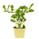 Kaffir Lime - Citrus hystrix - 1 plante - Kaffir Lime  plante à épices