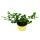 Kaffir lime - Citrus hystrix - 1 plant - Kaffir lime spice plant