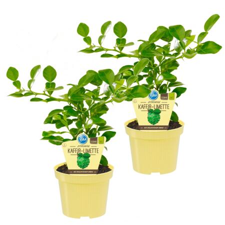 Kaffir Lime - Citrus hystrix - 2 Plantes - Kaffir Lime  Spice Plant