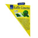 Kaffir-Limette - Citrus hystrix - 2 Pflanze - Kaffernlimette  Gew&uuml;rzpflanze