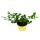 Kaffir-Limette - Citrus hystrix - 2 Pflanze - Kaffernlimette  Gewürzpflanze