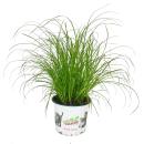 Cat Grass - Cyperus Alternifolius - to support the...