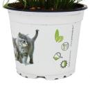 Cat Grass - Cyperus Alternifolius - to support the digestion of cats