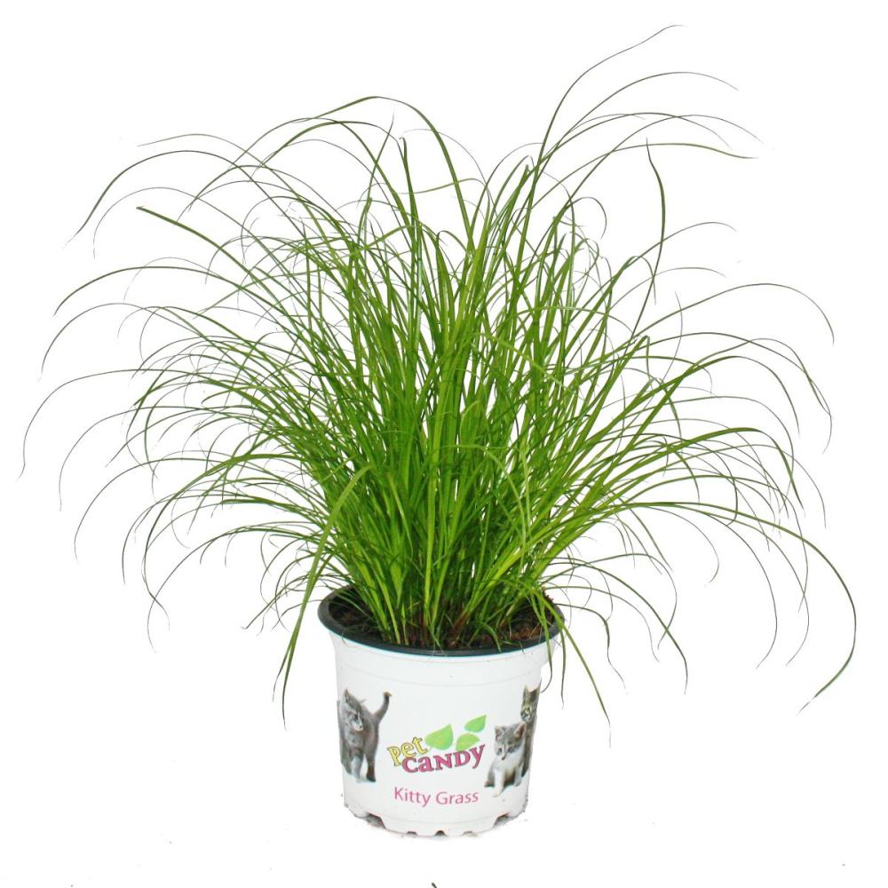 Cat Grass   Cyperus Alternifolius   20 Plants   to support the digesti