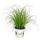 Cat Grass - Cyperus Alternifolius - 3 Plants - to support the digestion of cats