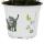 Katzengras - Cyperus alternifolius - 3 Pflanzen - zur Verdauungsunterstützung von Katzen
