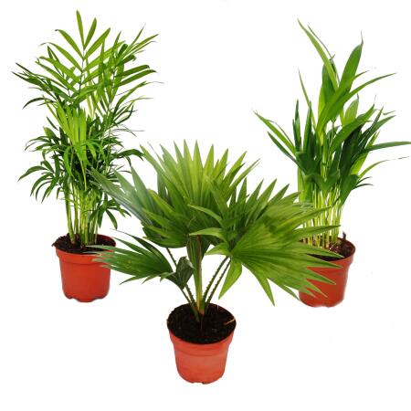 Palmiers de chambre - Lot de 3 - Palmier des montagnes (Chamaedorea) - Palmier éventail (Livistona) - Areca (Palmier aux fruits dor)