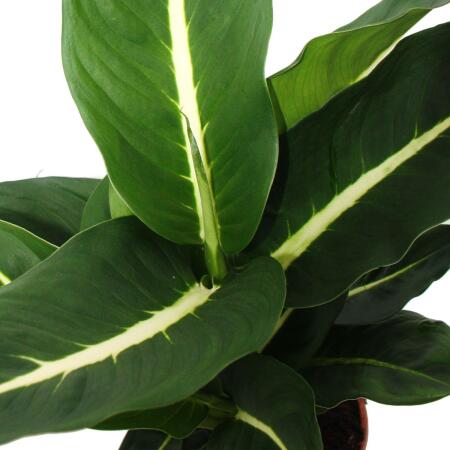 zimmerpflanze stamm geflochten Pachira Aquatica Doppelset  Geflochtener Stamm 26070cm 17cm