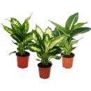 Diefenbachie - Ensemble de 3 avec 3 types différents Variétés - plantes dintérieur - plantes en pot pour débutants