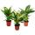 Diefenbachia - Set of 3 with 3 different species - Indoor Plants - Potted plant for beginners