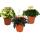 Peperomia 3er Set