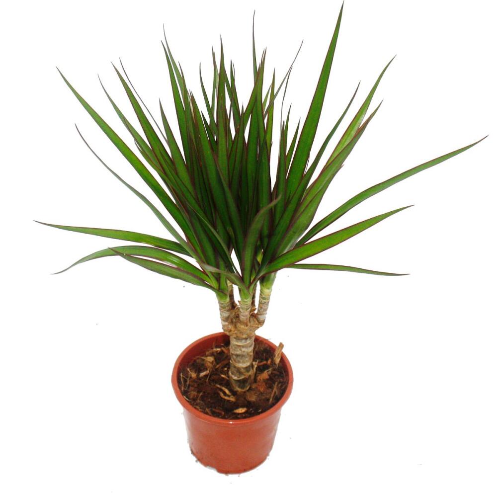 Dragon tree Dracaena marginata 1 plant easycare
