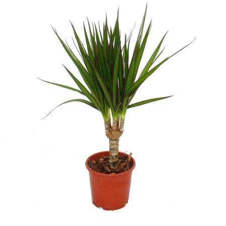 Drachenbaum - Dracaena marginata - 1 Pflanze - pflegeleichte Zimmerpflanze - Palme