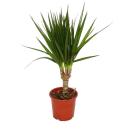 Drachenbaum - Dracaena marginata - 3 Pflanze - pflegeleichte Zimmerpflanze - Palme