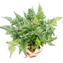 Tarantula Fern, Bird Spider Fern, Spider Fern, Humata Tyermannii, Davallia, 12cm Pot