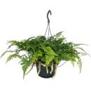 Tarantula Fern, Bird Spider Fern, Spider Fern, Humata...