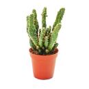 Opuntia tuna - small plant in a 5.5cm pot