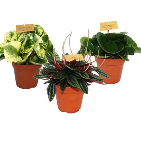 Zwergpfeffer-3er Set, Peperomia, Eden-Mix, 3 Pflanzen im 12cm Topf