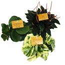 Zwergpfeffer-3er Set, Peperomia, Eden-Mix, 3 Pflanzen im 12cm Topf