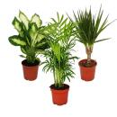 Indoor Plant Mix II Set of 3, 1x Dieffenbachia, 1x...