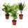Indoor Plant Mix II Set of 3, 1x Dieffenbachia, 1x Chamaedorea (Mountain Palm) 1x Dracena Marginata (Dragon Tree), 10-12cm Pot