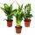 Mélange pour plantes dintérieur i set de 3, 1x Dieffenbachia, 1x Areca palm (corps chrysalide) 1x Zamio palm (Zamioculcas), 10-12cm pot