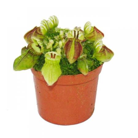 Plante carnivore - pot nain - Cephalotus follicularis - pot de 9cm - rareté