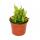 Fleischfressende Pflanze - Sumpfkrug - Heliamphora - 9cm Topf - Rarit&auml;t