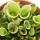 Fleischfressende Pflanze - Sumpfkrug - Heliamphora - 9cm Topf - Rarit&auml;t