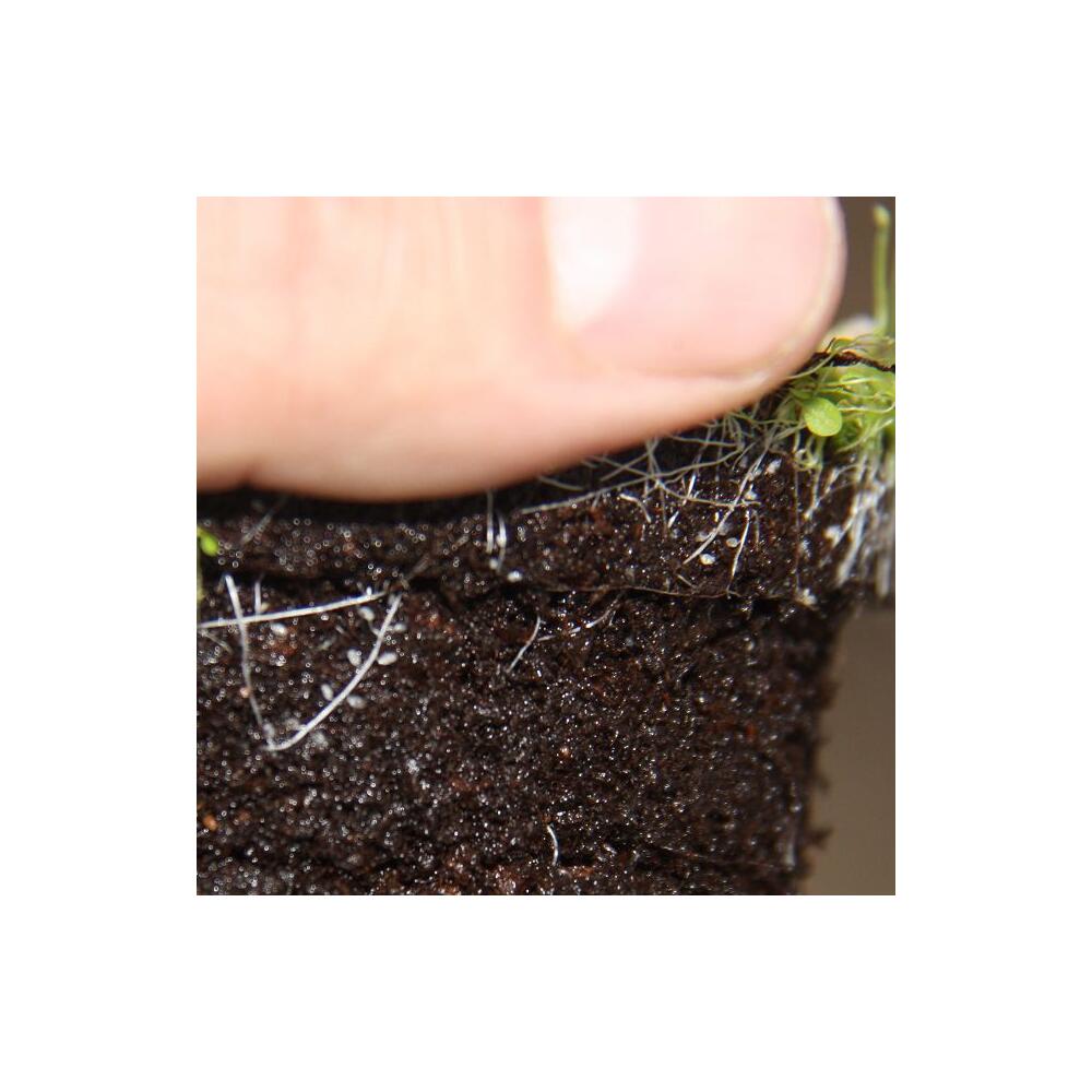 Rarity Carnivorous Plant Utricularia 9cm Pot Bladderwort