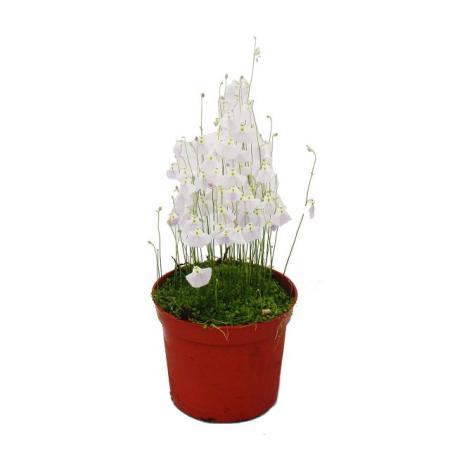 Fleischfressende Pflanze - Wasserschlauch - Utricularia - 9cm Topf - Rarit&auml;t
