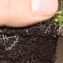 Fleischfressende Pflanze - Wasserschlauch - Utricularia - 9cm Topf - Rarit&auml;t
