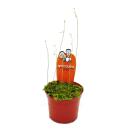 Fleischfressende Pflanze - Wasserschlauch - Utricularia livida - 9cm Topf - Rarität