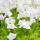 Fleischfressende Pflanze - Wasserschlauch - Utricularia livida - 9cm Topf - Rarität