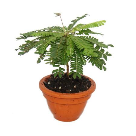 Biophytum sensitivum - S&uuml;dseepalme - 9cm Tontopf - Die Pflanze die sich bewegt - Ideal f&uuml;r Kinder - Mini-Palme