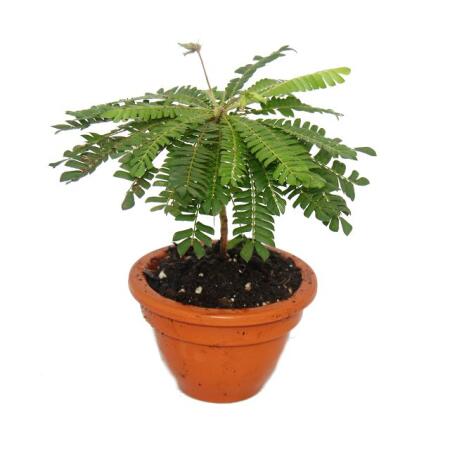 Biophytum sensitivum - Palmier des mers du Sud - Pot en argile de 9cm - La plante qui bouge - Idéal pour les enfants - Mini Palmier