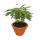 Biophytum Sensitivum - South Sea Palm - 9cm Tontopf - The plant that moves - Ideal for kids - Miniature Palm