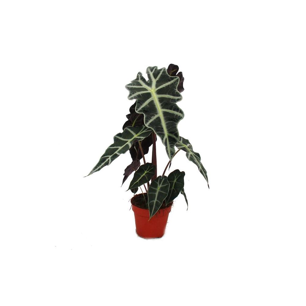Pfeilblatt - Alocasia sanderiana - Tropenwurz - Alokasie