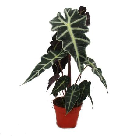 Arrow Head - Alocasia Sanderiana - Tropical Root - Alokasie