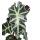 Arrow Head - Alocasia Sanderiana - Tropical Root - Alokasie