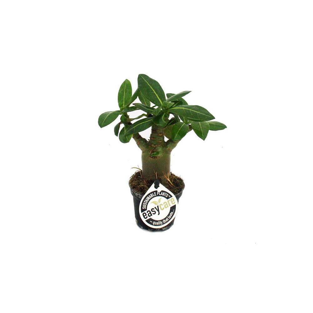 Mini-Wstenrose, Adenium obesum, berraschungsfarbe