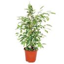 Ficus Benjamini - Set of 3 - Danielle - Anastasia - Twighlight 12cm pot