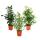 Ficus benjamini - Lot de 3 - Danielle - Anastasia - Twighlight 12cm pot