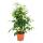 Ficus benjamini - Lot de 3 - Danielle - Anastasia - Twighlight 12cm pot