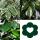 Ficus benjamini - Lot de 3 - Danielle - Anastasia - Twighlight 12cm pot