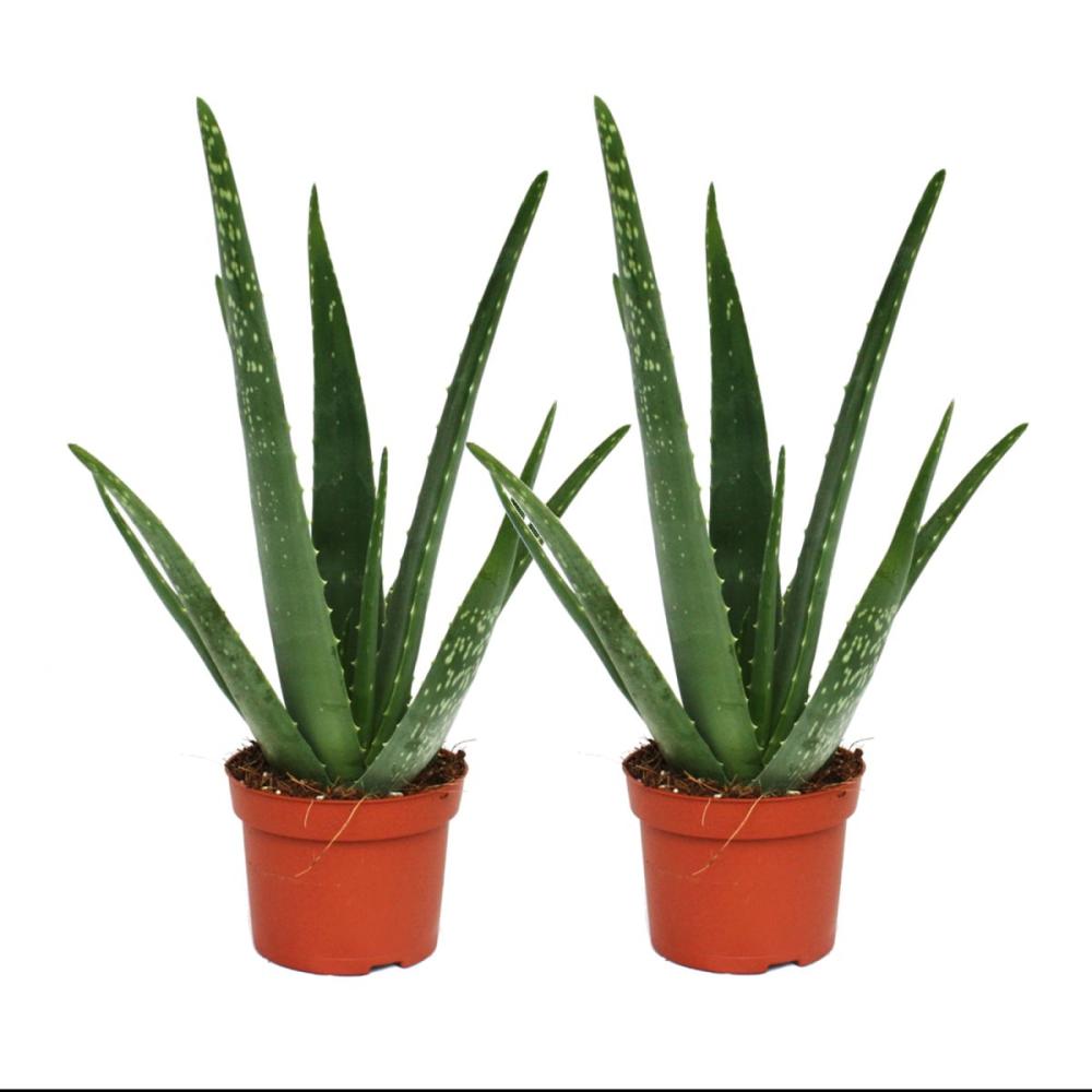 Aloe vera 10,5cm Topf ca 2er Set 2 Jahre alt 