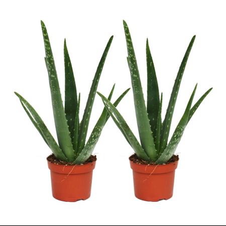 Set of 2 Aloe vera plants - approx. 2 years old - 10,5cm pot