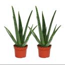 Set of 2 Aloe vera plants - approx. 2 years old - 10,5cm pot