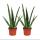 Set of 2 Aloe vera plants - approx. 2 years old - 10,5cm pot